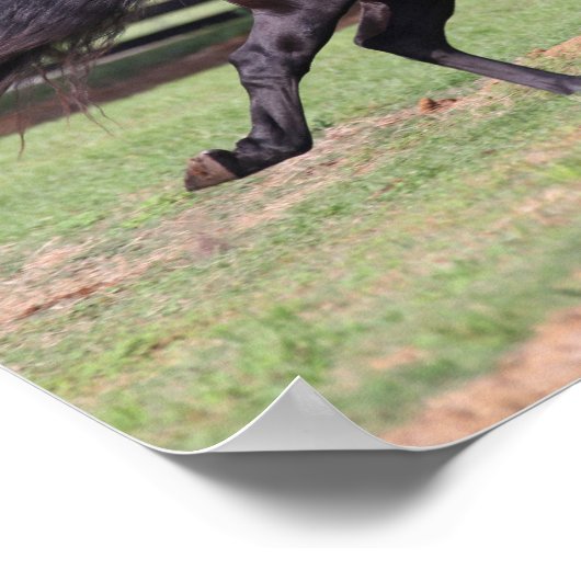 Poster Bob Langrish | Black Lusitano Runer Mane Flow (Coin)