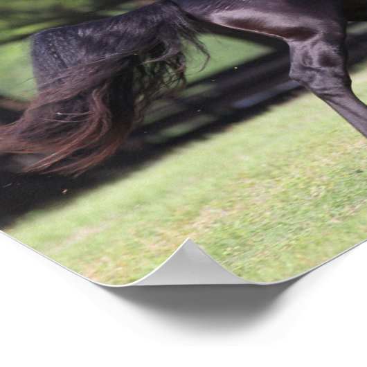 Poster Bob Langrish | Black Lusitano Running (Coin)