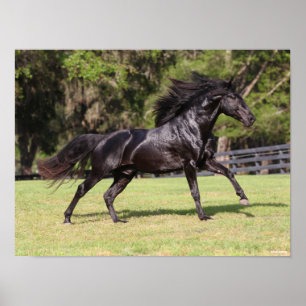 Poster Bob Langrish   Black Lusitano Running