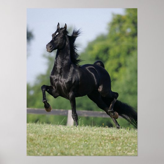 Poster Bob Langrish | Black Morgan Horse Trotting (Devant)
