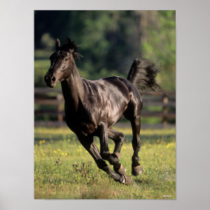 Poster Bob Langrish Black Warmblood Stallion Running