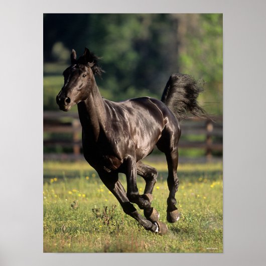 Poster Bob Langrish | Black Warmblood Stallion Running (Devant)