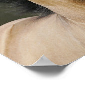 Poster Bob Langrish | Capot de tête de pin gallois Bucski (Coin)