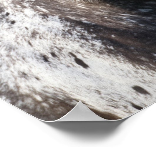 Poster Bob Langrish | Capture d'écran Appaloosa (Coin)