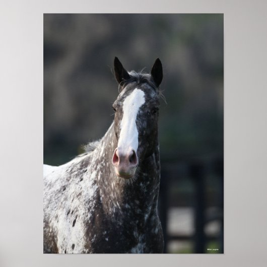 Poster Bob Langrish | Capture d'écran Appaloosa (Devant)