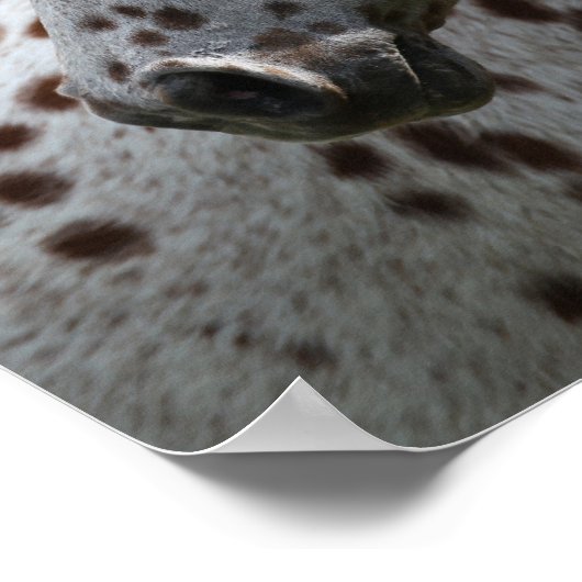 Poster Bob Langrish | Capture d'écran Appaloosa Standing (Coin)