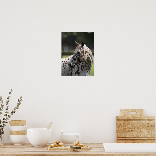 Poster Bob Langrish | Capture d'écran Appaloosa Standing (Cuisine)