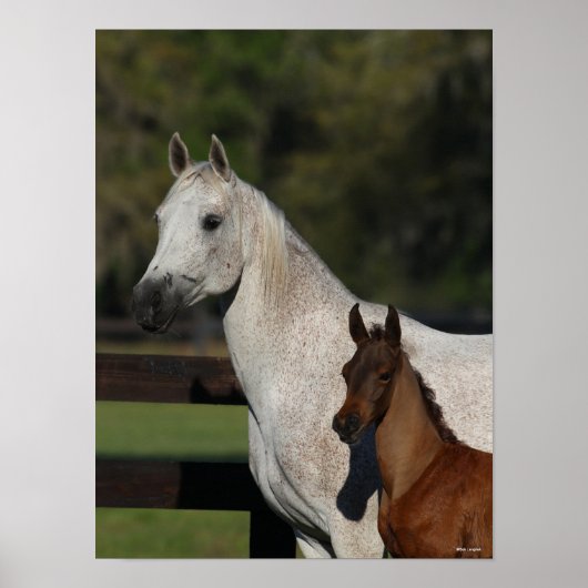 Poster Bob Langrish | Capture d'écran Arab Mare and Foot (Devant)
