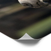 Poster Bob Langrish | Capture d'écran arabe de Mare et Fo (Coin)