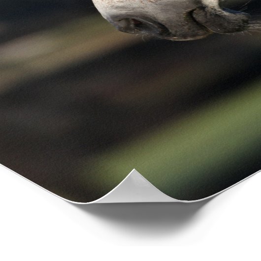 Poster Bob Langrish | Capture d'écran arabe de Mare et Fo (Coin)