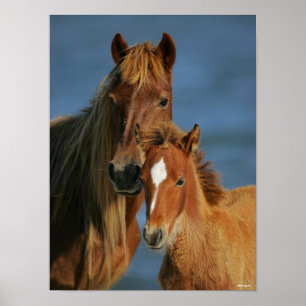 Poster Bob Langrish   Capture d'écran Baker Pony Mare et 