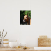 Poster Bob Langrish | Capture d'écran d'Akhal Teke (Cuisine)