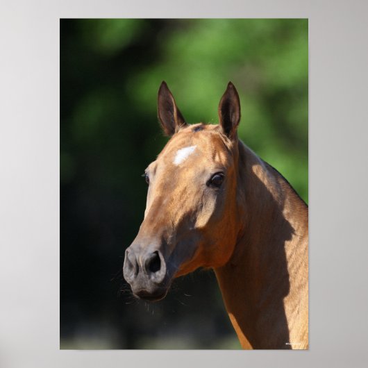 Poster Bob Langrish | Capture d'écran d'Akhal Teke (Devant)