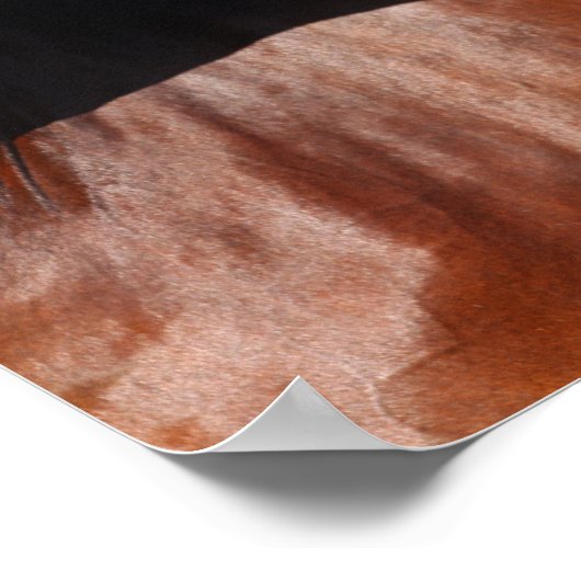 Poster Bob Langrish | Capture d'écran de Bay Andalucian (Coin)