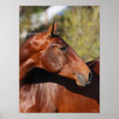 Poster Bob Langrish | Capture d'écran de Bay Andalucian (Devant)