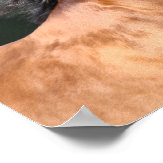 Poster Bob Langrish | Capture d'écran de la baie arabe (Coin)