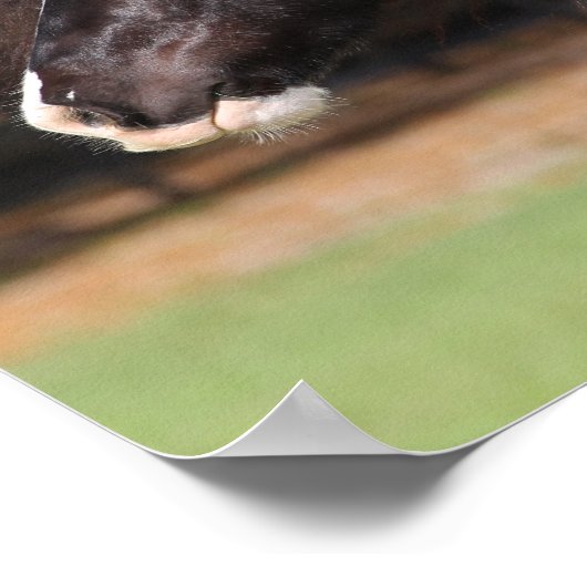 Poster Bob Langrish | Capture d'écran de la bannière tzig (Coin)