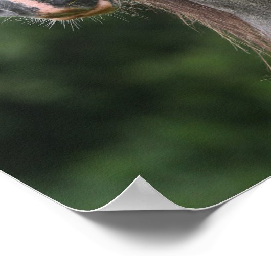 Poster Bob Langrish | Capture d'écran de la rose galloise (Coin)