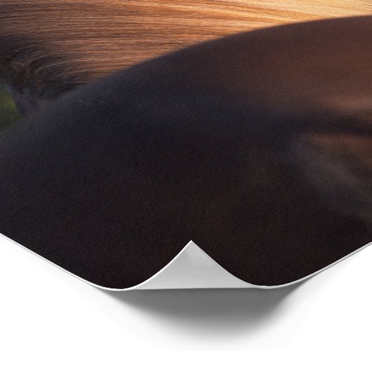 Poster Bob Langrish | Capture d'écran de Rocky Mountain H (Coin)