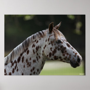 Poster Bob Langrish Capture d'écran de Spotty Appaloos
