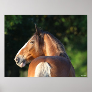 Poster Bob Langrish   Capture d'écran du Cheval Clydesda