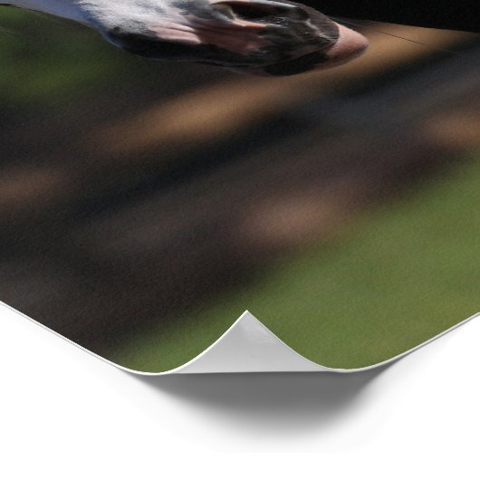 Poster Bob Langrish | Capture d'écran du cheval de banniè (Coin)