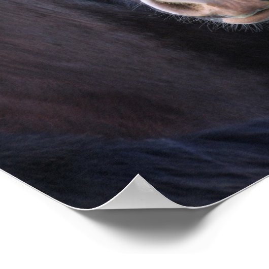 Poster Bob Langrish | Capture d'écran du cheval de Shire (Coin)