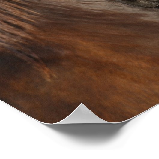 Poster Bob Langrish | Capture d'écran du cheval friésien (Coin)