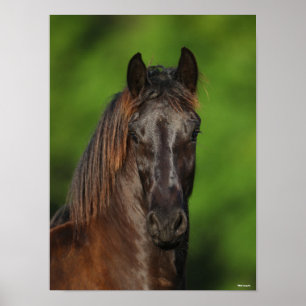 Poster Bob Langrish Capture d'écran du cheval friésien