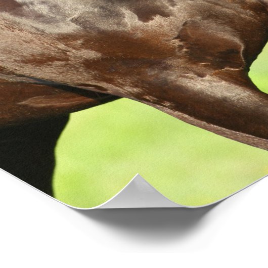 Poster Bob Langrish | Capture d'écran du cheval friésien (Coin)