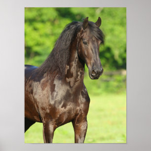 Poster Bob Langrish   Capture d'écran du cheval friésien