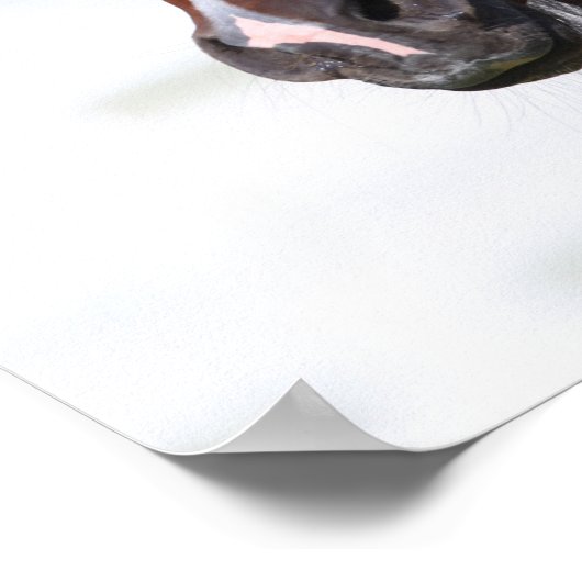 Poster Bob Langrish | Capture d'écran du Colt arabe Bay (Coin)