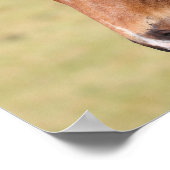 Poster Bob Langrish | Capture d'écran du poulain de sang (Coin)