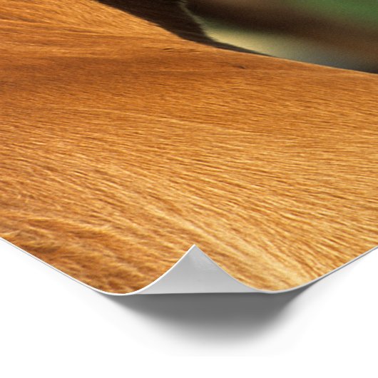 Poster Bob Langrish | Capture d'écran du poulain du quart (Coin)