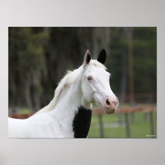 Poster Bob Langrish | Capture d'écran d'un cheval en sang (Devant)