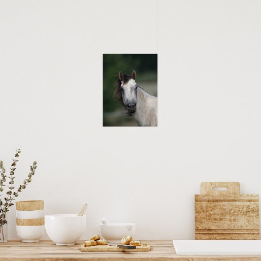 Poster Bob Langrish | Capture d'écran d'un cheval gris (Cuisine)