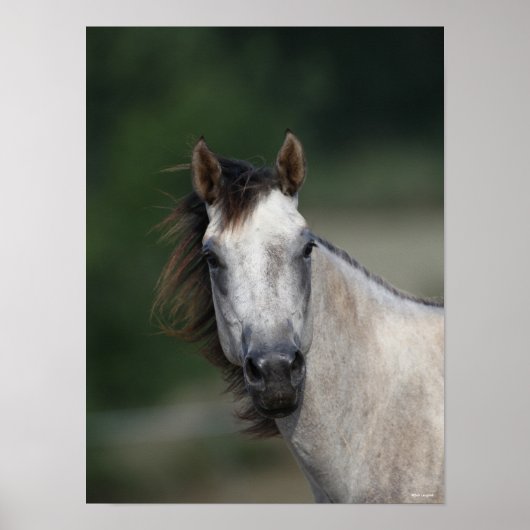 Poster Bob Langrish | Capture d'écran d'un cheval gris (Devant)