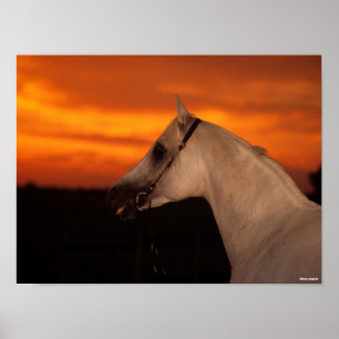 Poster Bob Langrish Capture d'écran en arabe gris au co