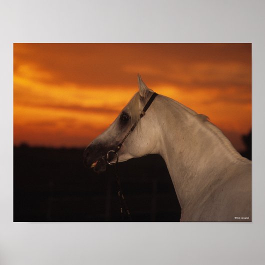 Poster Bob Langrish | Capture d'écran en arabe gris au co (Devant)