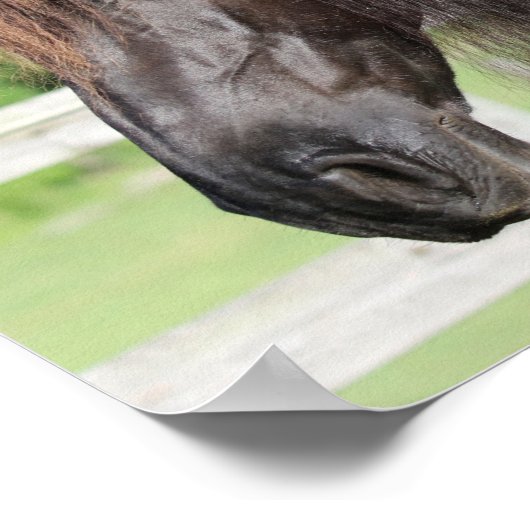 Poster Bob Langrish | Capture d'écran Friesian Horse Stan (Coin)