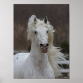 Poster Bob Langrish | Capture d'écran Grey Friesian Appal (Devant)