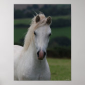 Poster Bob Langrish | Capture d'écran Gris Welsh Pony (Devant)