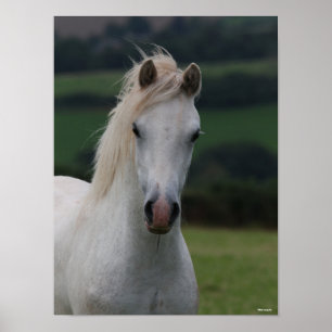 Poster Bob Langrish   Capture d'écran Gris Welsh Pony