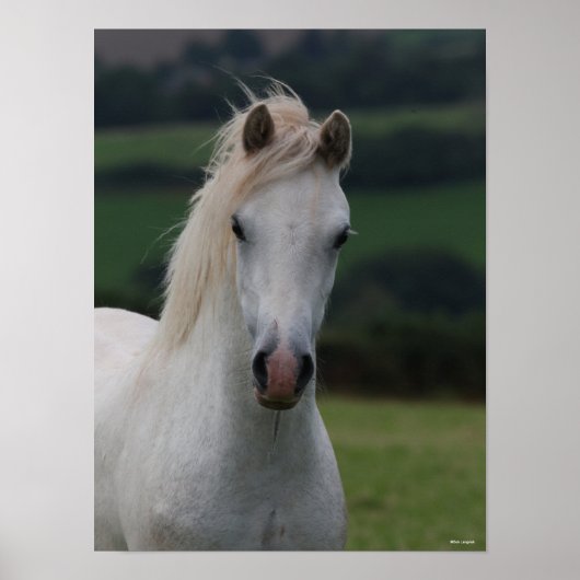 Poster Bob Langrish | Capture d'écran Gris Welsh Pony (Devant)