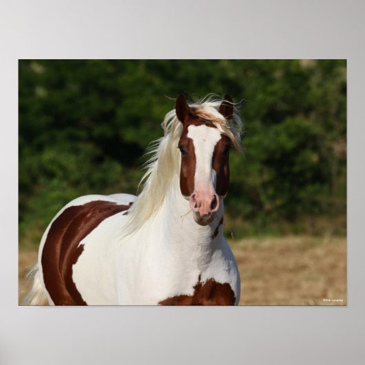 Poster Bob Langrish | Capture d'écran Pinto Haflinger (Devant)