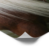Poster Bob Langrish | Capture d'écran Shetland Pony avec  (Coin)