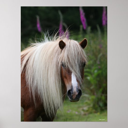 Poster Bob Langrish | Capture d'écran Shetland Pony avec  (Devant)