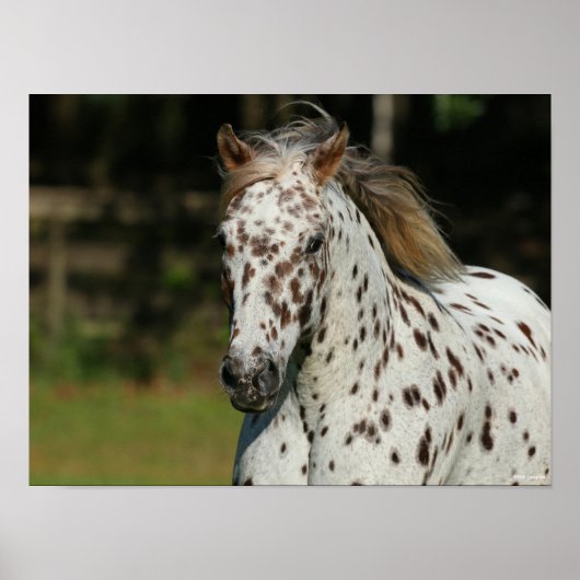 Poster Bob Langrish | Capture D'Écran Spotty Pony Of Amer (Devant)