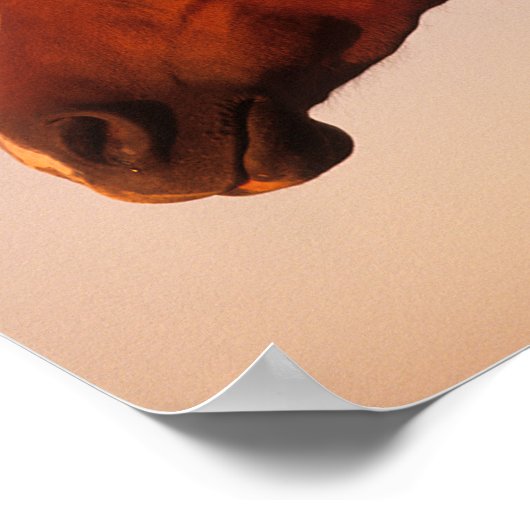 Poster Bob Langrish | Cascade de soleil pour Cheval arabe (Coin)