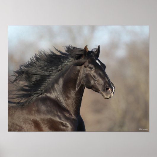 Poster Bob Langrish | Casque andalou de Mane Flow (Devant)